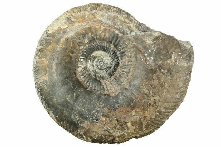 Jurassic Ammonite (Parkinsonia) Fossil - England #211757